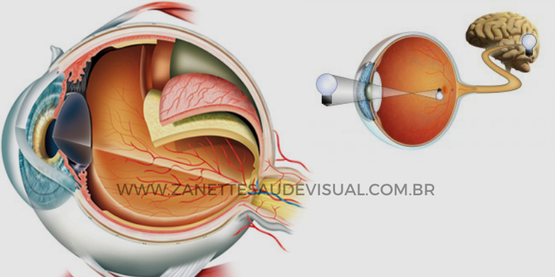 Retina