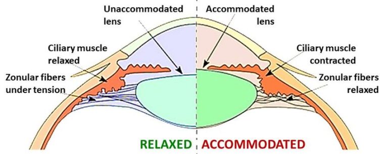 Mecanismo da Acomodação Visual - Cristalino